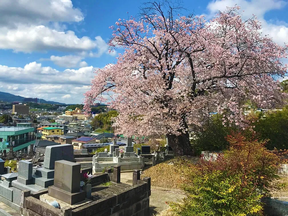 桜が綺麗な熊本県熊本市の市営霊園